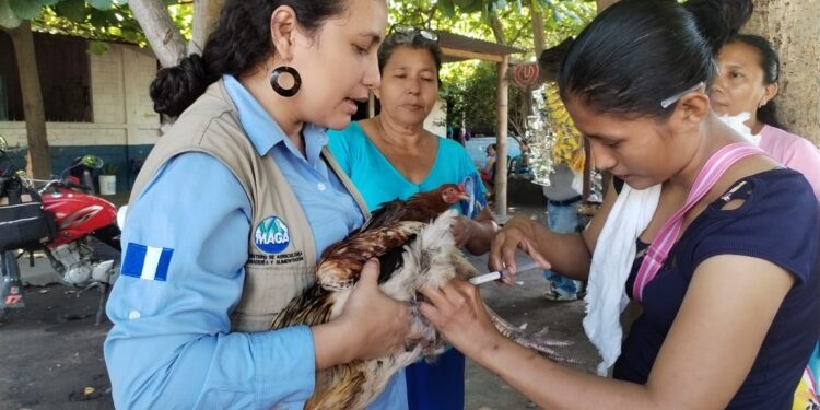 Vacunación de más de 388 millones de aves fortalece la sanidad avícola