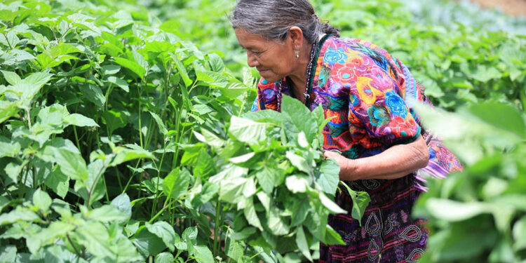 Acciones de agricultura familiar benefician a más de 112 mil pequeños productores en 2025