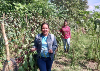 Apoyo y asesoramiento profesional fortalece producciones en Izabal