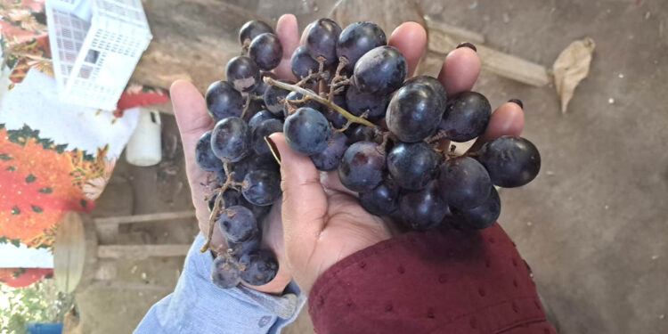 Asistencia técnica en viñedo fortalece capacidades de agricultores en Zacapa