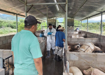 Atención sanitaria a más de 38 mil cerdos en 2025