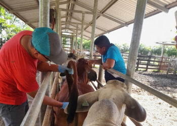 Brindan asistencia técnica para control zoosanitario de bovinos
