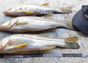Efectúan monitoreo biológico de peces de captura en Izabal