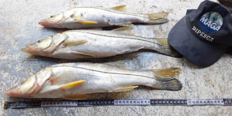 Efectúan monitoreo biológico de peces de captura en Izabal