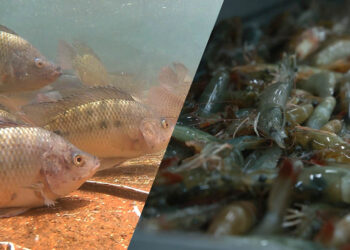 Emitidos 2489 permisos para la importación de peces y mariscos