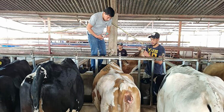 En Escuintla realizan jornada de identificación de bovinos