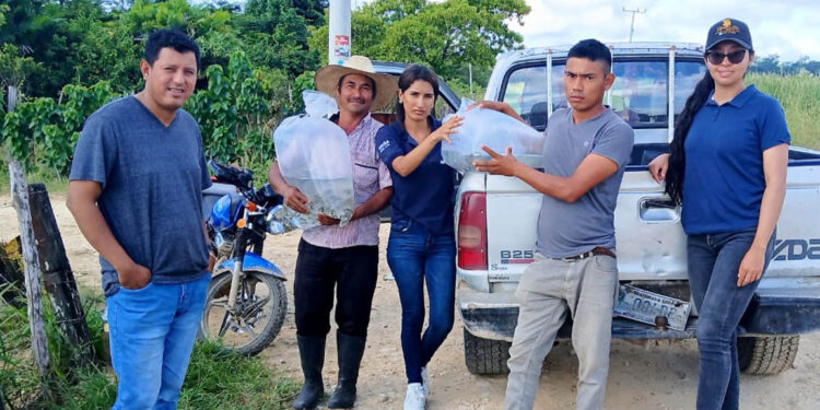 Entregan alevines de tilapia a productores de Sayaxché
