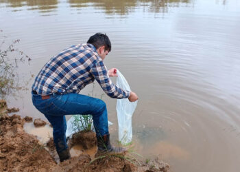 Entregan alevines de tilapia en San Francisco, Petén