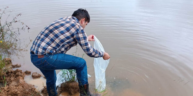 Entregan alevines de tilapia en San Francisco, Petén
