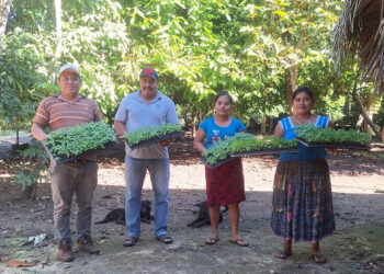 Entregan pilones de chile Cobán en El Chal