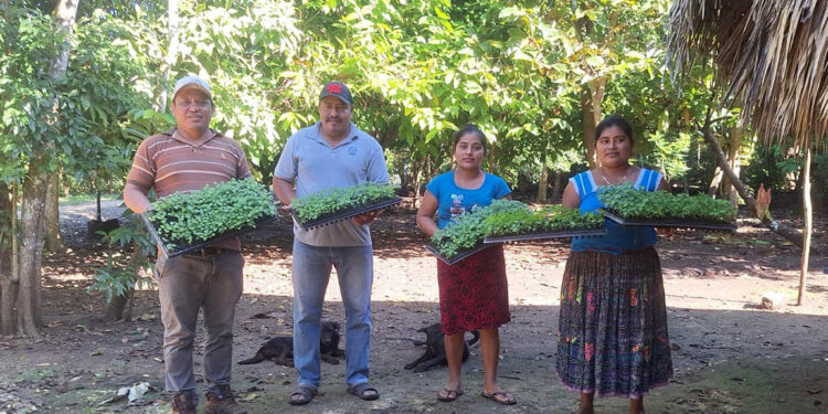 Entregan pilones de chile Cobán en El Chal