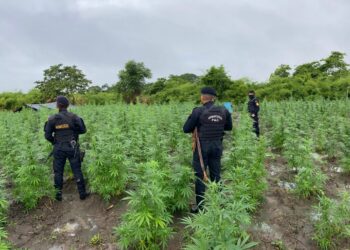 Erradican plantaciones ilícitas valuadas en Q10.4 millones