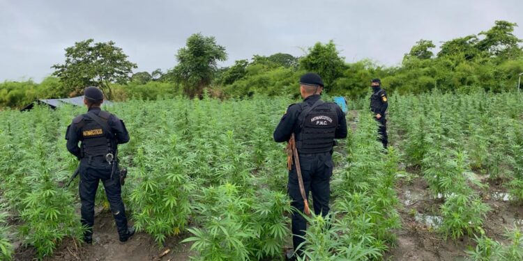 Erradican plantaciones ilícitas valuadas en Q10.4 millones