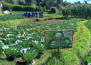 Escuelas de Formación Agrícola atendieron a más de un millar de jóvenes en 2025