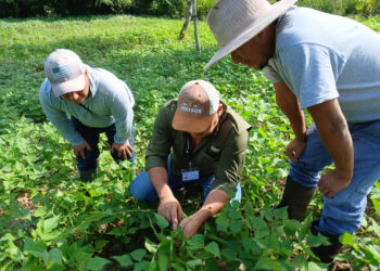 Fortalecen capacidades de productores rurales en distintas áreas