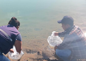 Fortalecen producción acuícola con entrega de alevines