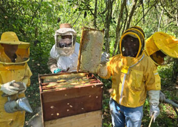Fortalecen sanidad apícola con registros, diagnósticos y capacitación de productores