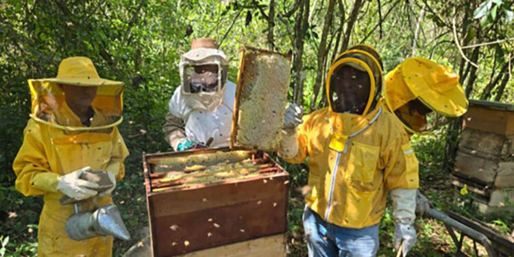 Fortalecen sanidad apícola con registros, diagnósticos y capacitación de productores