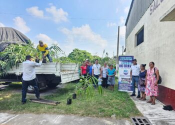 Impulsan cultivo de bambú en Suchitepéquez