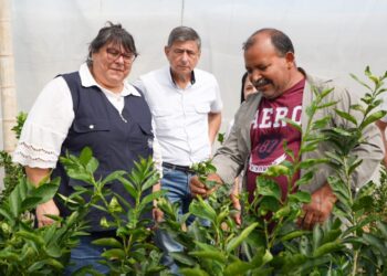 Impulsan producción de cítricos sanos en El Progreso