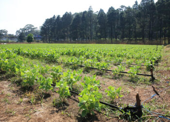 Ingresa nuevo frente frío y alertan al agro ante posibles heladas