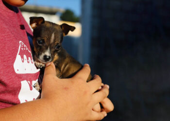 Las fiestas pasan, pero una mascota necesita cuidados todos los días