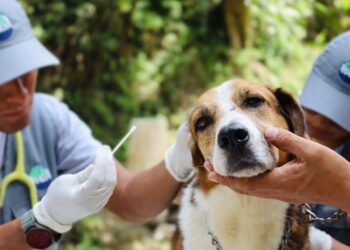 Los chequeos veterinarios dejan mascotas felices y dueños tranquilos