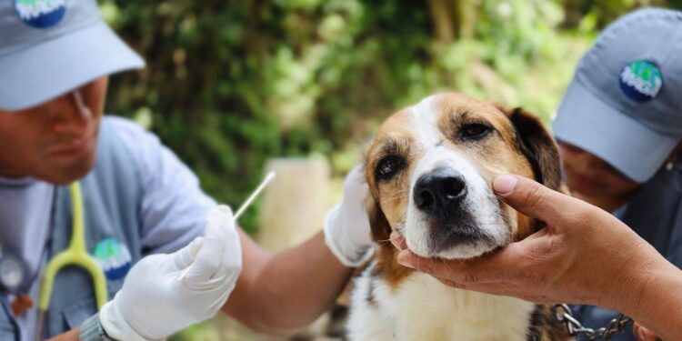 Los chequeos veterinarios dejan mascotas felices y dueños tranquilos