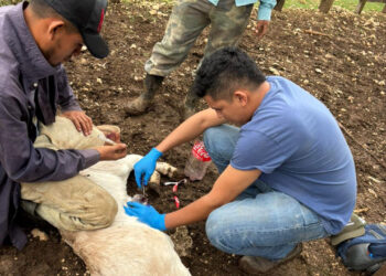 Más de 10 mil animales inspeccionados en una semana por Gusano Barrenador
