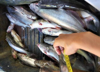 Monitorean captura de especies comerciales en el río La Pasión