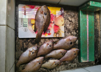 Monitoreo biológico en el lago de Atitlán para identificar especies de peces que se capturan