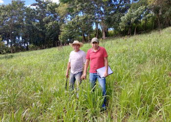 Pastos mejorados contribuyen a una ganadería más productiva y sostenible