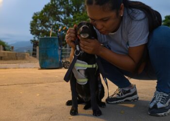 Proteja a las mascotas durante la Quema del Diablo