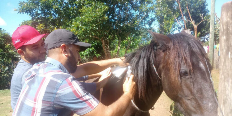 Realizan jornadas de vacunación pecuaria en Petén