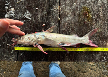 Realizan levantamiento de datos biológicos de pesca artesanal en Izabal