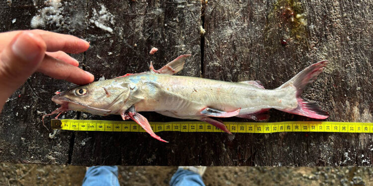 Realizan levantamiento de datos biológicos de pesca artesanal en Izabal