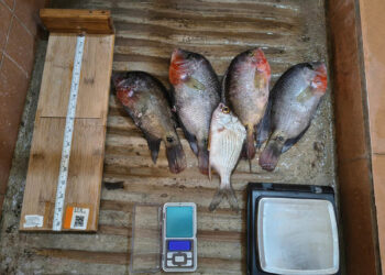 Realizan monitoreo biológico de pesca continental en Río Dulce