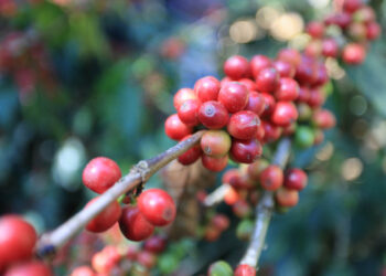 Recomendaciones a productores para prevenir daños por descenso de temperaturas