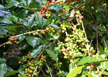 Se acerca nuevo frente frío y estas son las recomendaciones agropecuarias