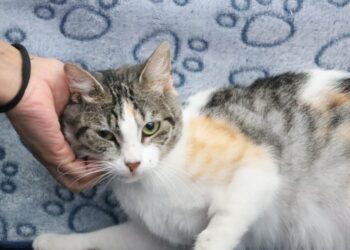 Una mascota no es un regalo, es un compromiso