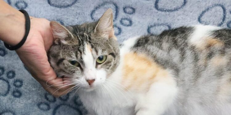 Una mascota no es un regalo, es un compromiso