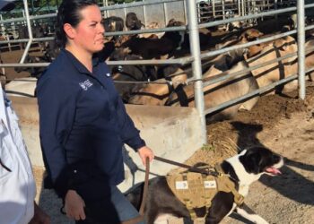 Ministra Rivera Dávila supervisa uso de binomios caninos para detectar Gusano Barrenador en Petén