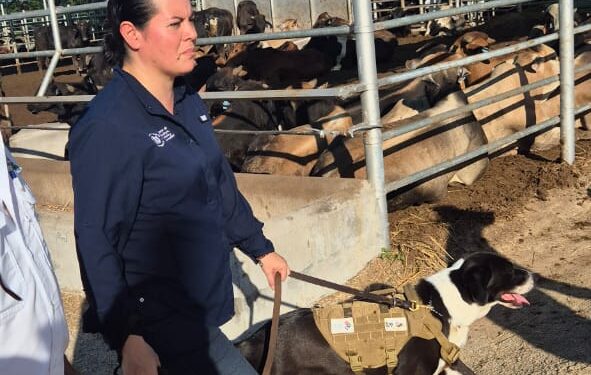 Ministra Rivera Dávila supervisa uso de binomios caninos para detectar Gusano Barrenador en Petén