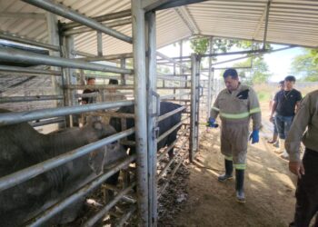 Ministra Rivera Dávila supervisa corrales de inspección para el control del Gusano Barrenador
