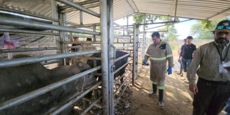 Ministra Rivera Dávila supervisa corrales de inspección para el control del Gusano Barrenador