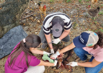 Activan protocolos sanitarios en Petén ante súbita muerte de bovino