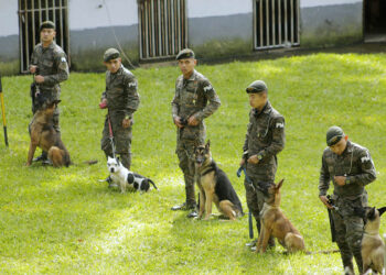 Aliados de cuatro patas que salvan vidas y fortalecen la respuesta ante emergencias
