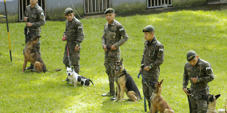 Aliados de cuatro patas que salvan vidas y fortalecen la respuesta ante emergencias
