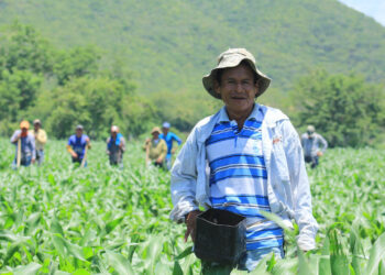 Segunda Cosecha: Alianzas interinstitucionales impulsan el desarrollo agropecuario