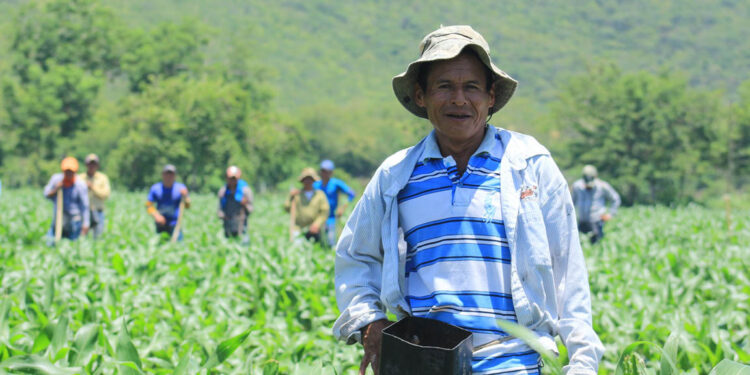 Segunda Cosecha: Alianzas interinstitucionales impulsan el desarrollo agropecuario